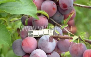 Чемальская