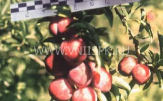 Чемальская вкусная