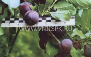 Чемальская синяя