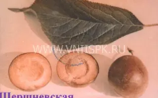 Шершневская