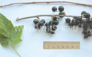 Амурский консервный