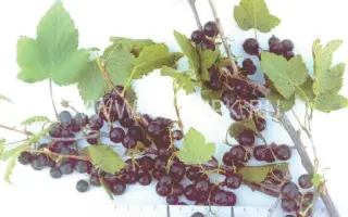 Аргазинская