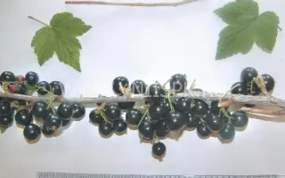 Баррикадная