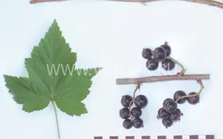 Белорусочка