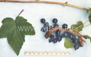 Бинар (Памяти Павловой)