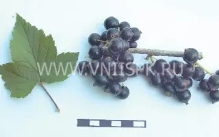 Бирюлёвская