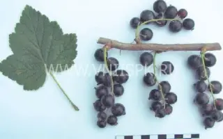 Бурая дальневосточная (Бурая Фаворской)