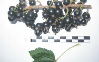 Бычковская