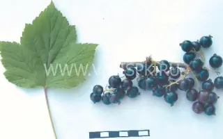 Верность (Былинная)