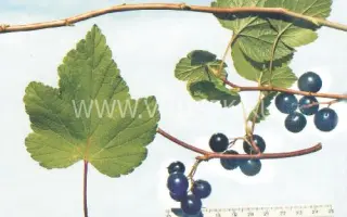 Володинка (Осенняя радость)