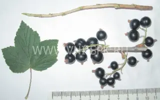 Воспоминание