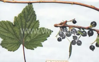 Выставочная