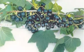 Дашковская