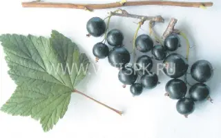 Дегтярёвская