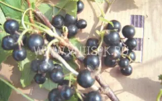 Детскосельская