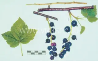 Длиннокистная