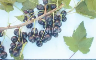 Добрый джинн