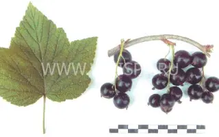 Дочь дружной