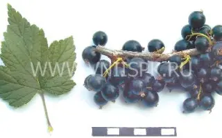 Дубровская