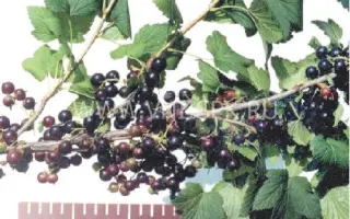 Забайкалочка