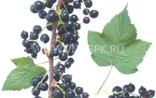 Загляденье