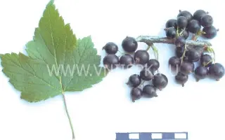 Измайловская