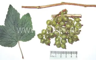 Изумрудное ожерелье