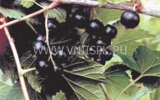 Карачинская