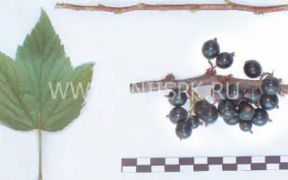 Клуссоновская