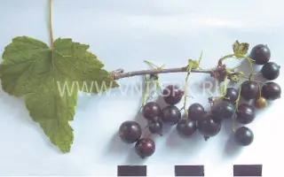 Кольский сувенир