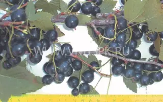 Кушнаренковская