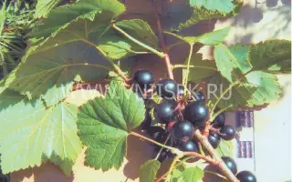 Ленинградский великан