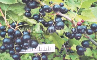 Литвиновская