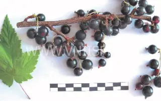 Любимица Бакчара