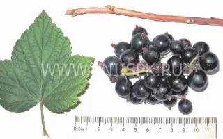 Маленький принц