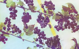 Миасская чёрная