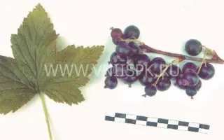 Минусинская сладкая