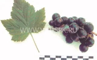 Минусинская степная