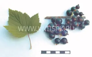 Московская