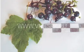 Мурманчанка