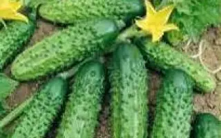 Ирина F1 / Ира F1 / Ira F1