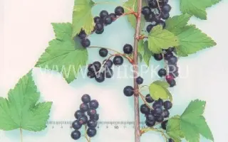 Несравненная