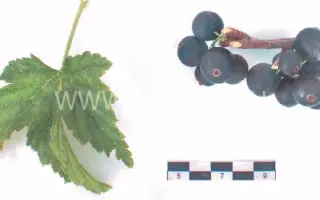 Нестер Козин