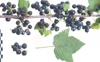 Орловский вальс