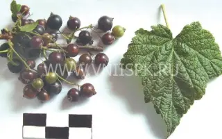 Памяти Бредова