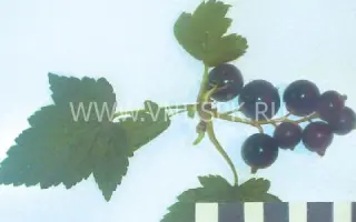 Памяти Куминовой