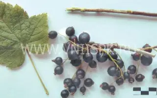 Памяти Кындыла