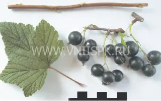 Памяти Потапенко