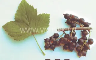 Памяти Равкина