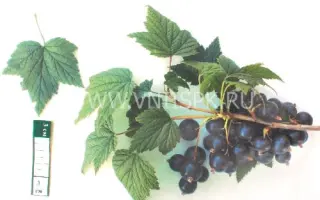 Памяти Шукшина